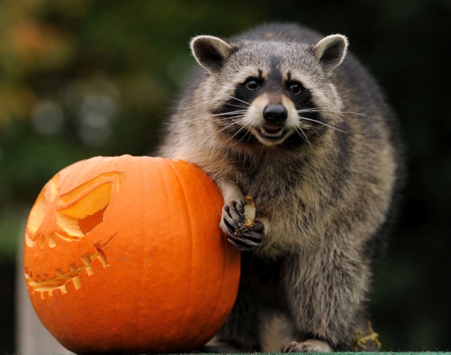Raccoon Zombie Squad Image