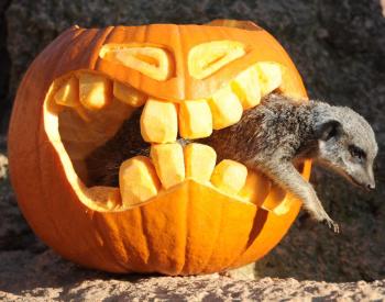 meerkat halloween
