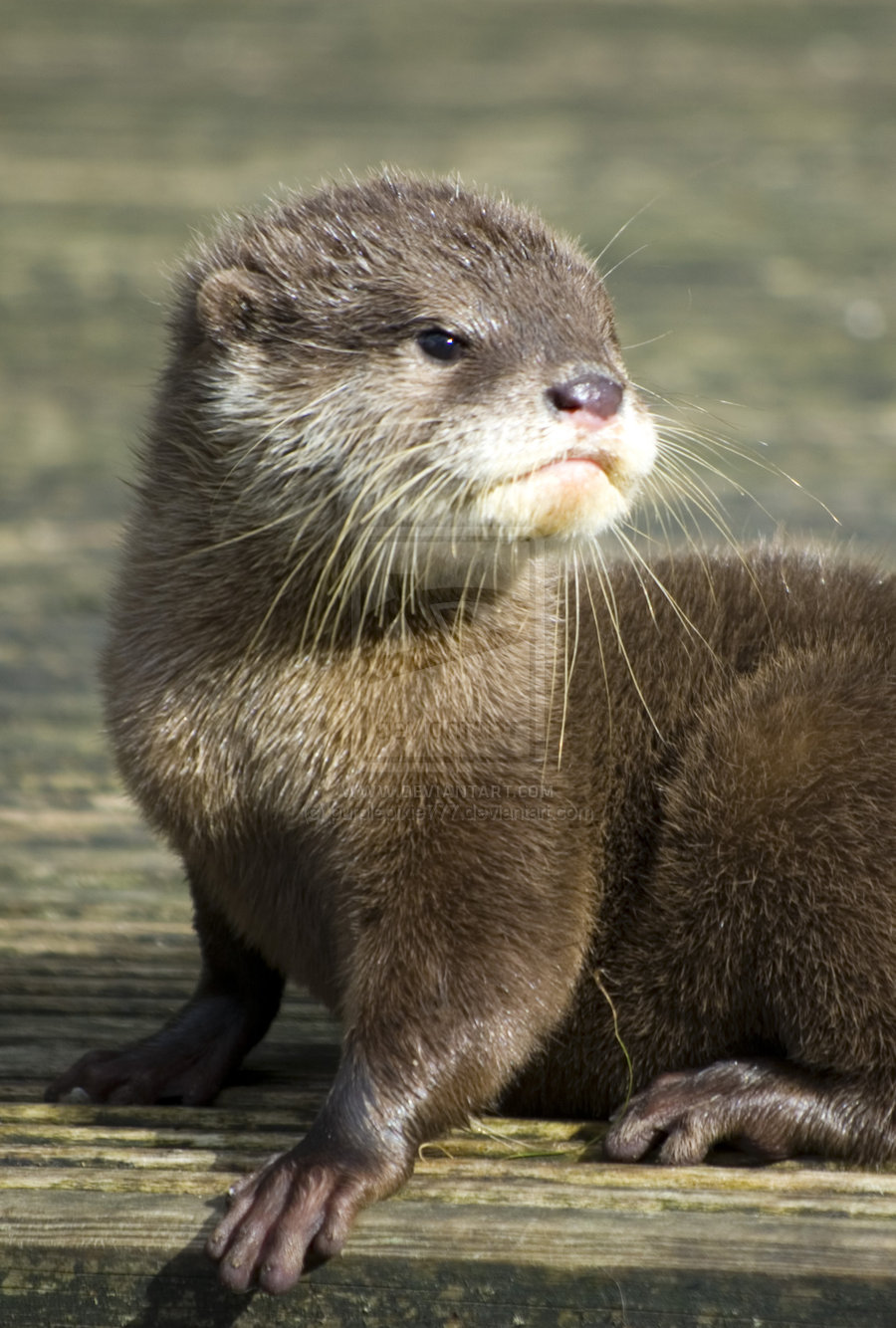 Baby River Otter Home