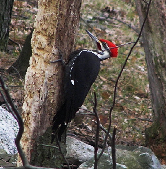 Pialeted Woodpecker