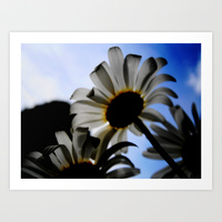 White Daisy in the sky print