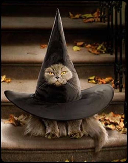 cat hat