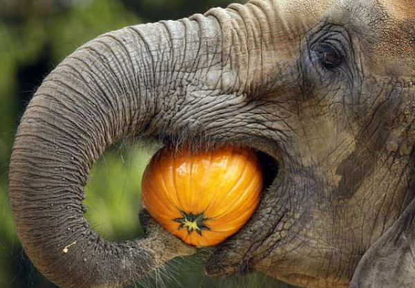 elephnt with pumpkin