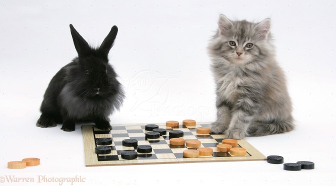 Bunny Rabbit and Cat Photographs