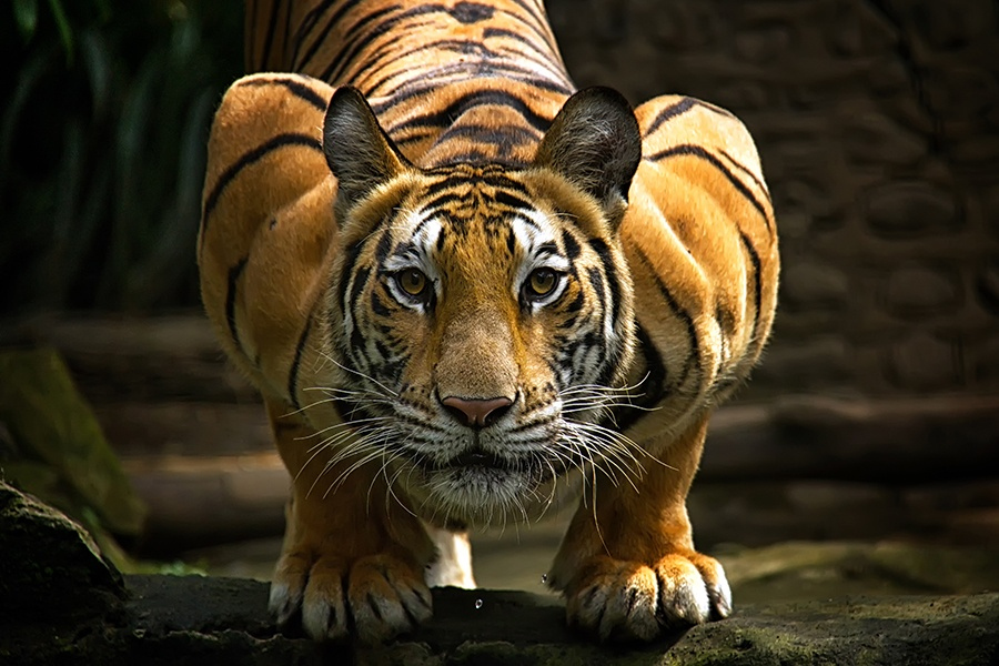 tiger pounce