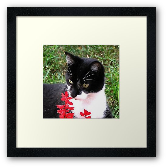 Tuxedo Cat in Garden  by Leatherwood Design a/k/a kahmier